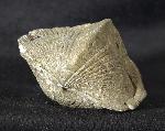 Paraspirifer bownockeri (STEWART 1927) - Bild &copy; FossNet FossilienStore